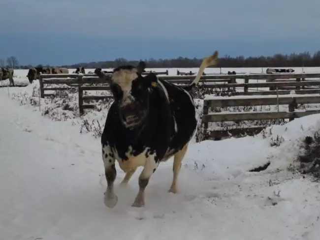 Kuh tobt im Schnee - auf dem Ökohof Kuhhorst - ein kleines Video geht viral