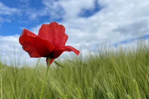 Mohnblume im Feld