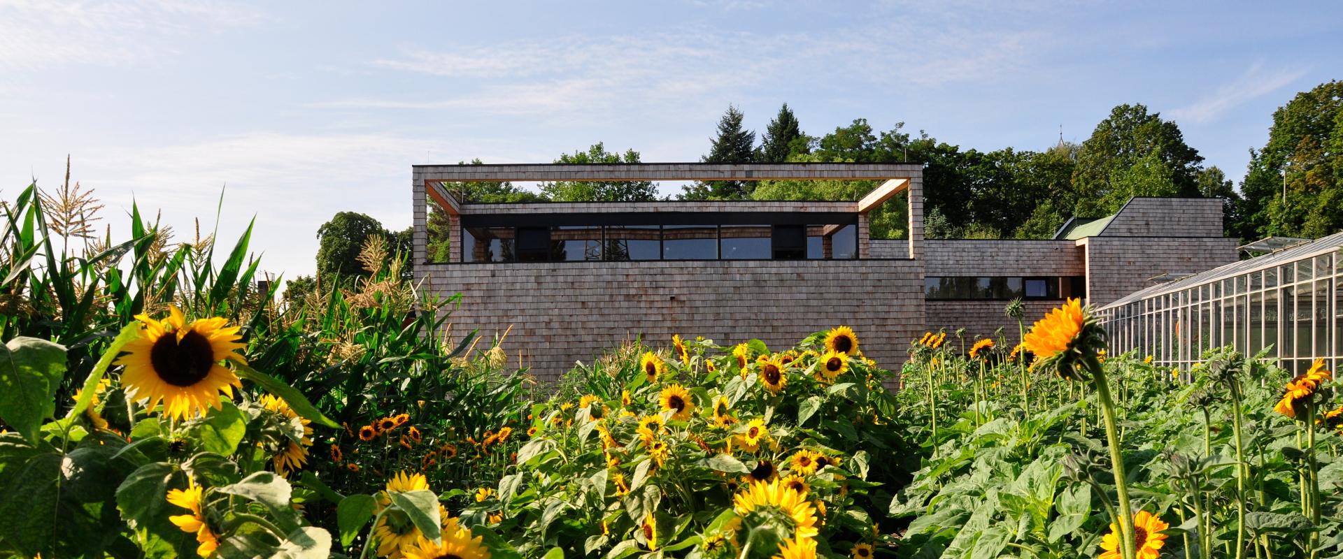 Gärtnerhof Charlottenburg mit Sonnenblumen