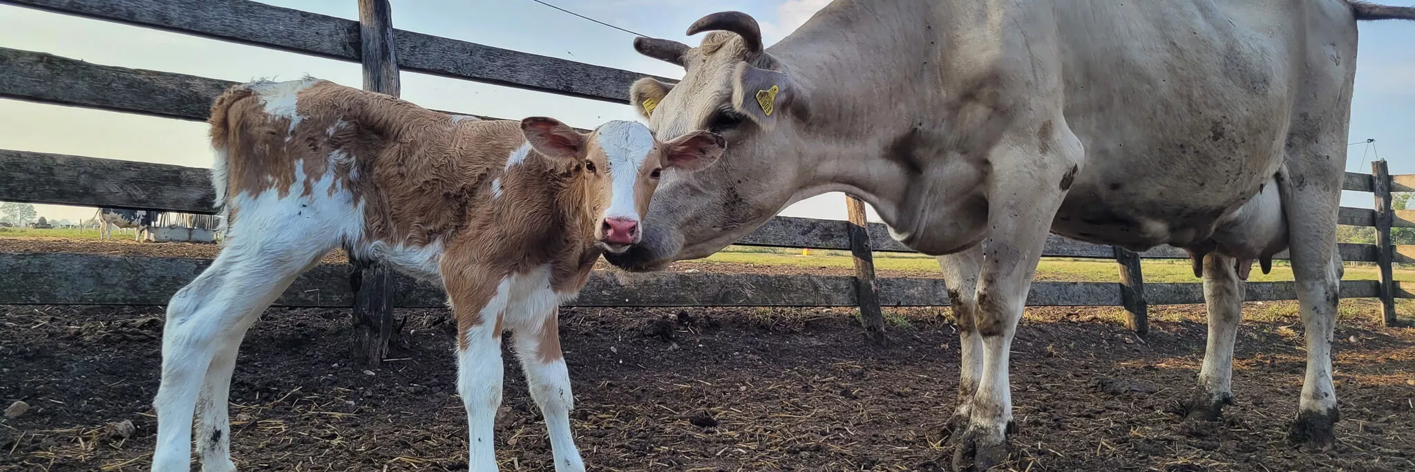 Kalb und Mutterkuh auf dem Ökohof Kuhhorst in Brandenburg