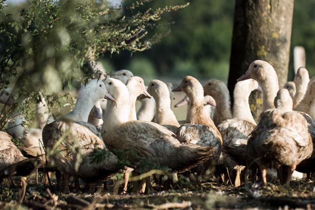 Gänse auf dem Ökohof Kuhhorst