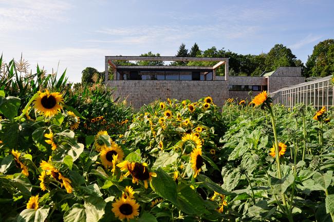 Werkstattgebäude im Gärtnerhof Charlottenburg mit Sonnenblumen