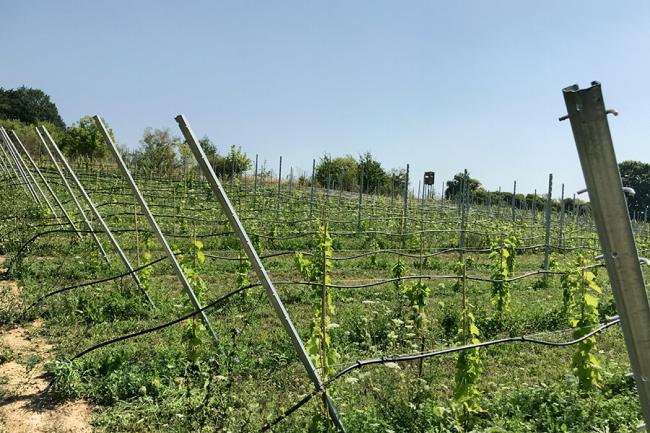 Gräbendorfer Weinberg