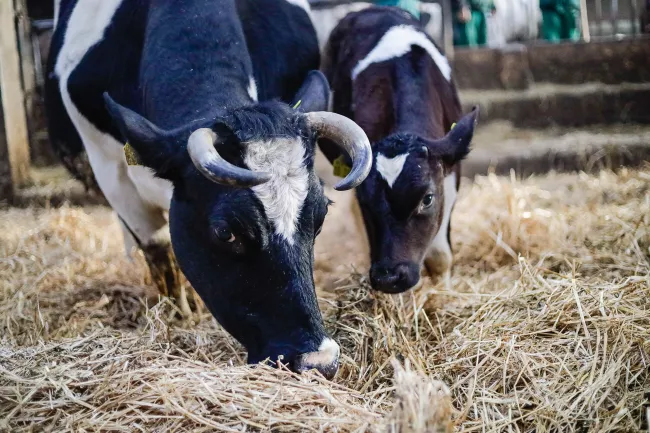 Mutterkuh mit Kalb