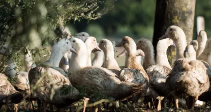 Gänse auf dem Ökohof Kuhhorst