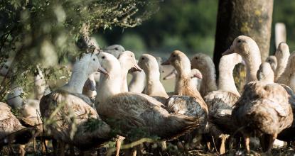 Gänse auf dem Ökohof Kuhhorst