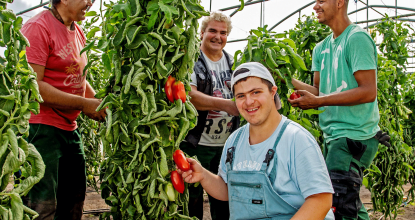 Mitarbeiter des Gärtnerhofs Charlottenburg bei der Tomatenernte