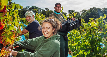 Mitarbeiter bei der Weinlese auf dem Königlichen Weinberg in Potsdam