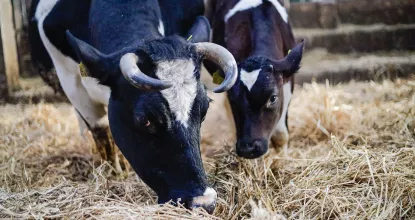 Mutterkuh mit Kalb