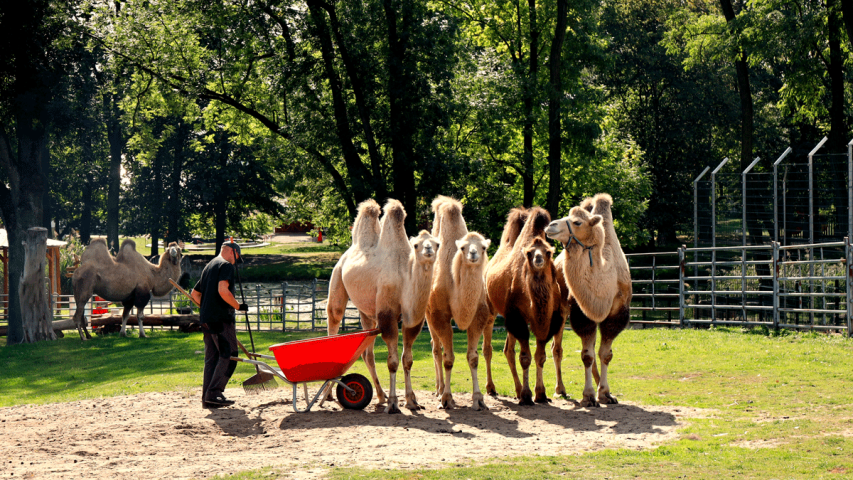 Dustin arbeitet im Tier-Erlebnispark "Willes Welt", wo er u.a. die Tiergehege reinigt