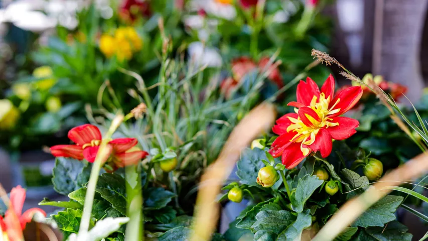 Blumenpracht im Gärtnerhof Charlottenburg von Mosaik-Berlin