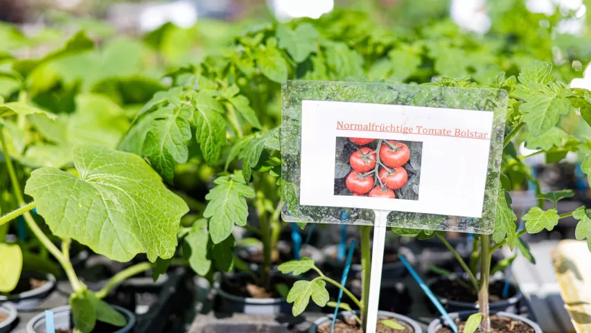 Tomaten im Gärtnerhof Charlottenburg