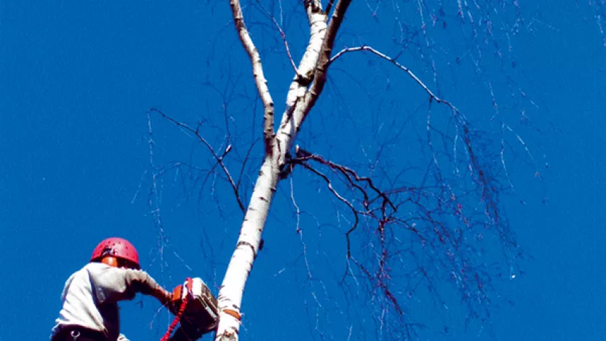 Mitarbeiter der Garten- und Landschaftspflege fällt einen Baum beim Beklettern