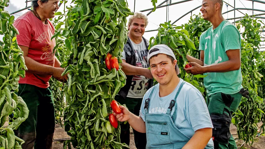 Mitarbeiter des Gärtnerhofs Charlottenburg bei der Tomatenernte