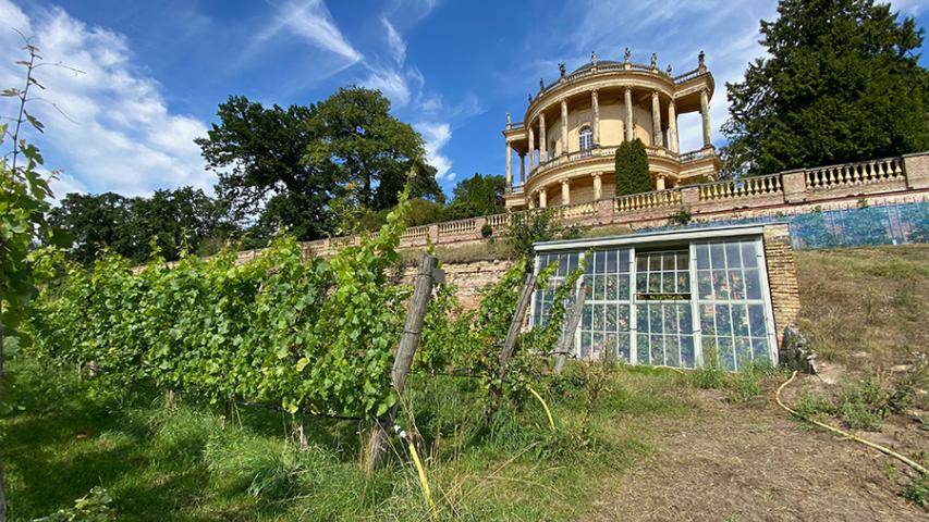 Blick auf das Belvedere über dem Königlichen Weinberg