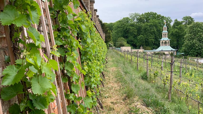 Blick vom Königlichen Weinberg auf das Drachenhaus