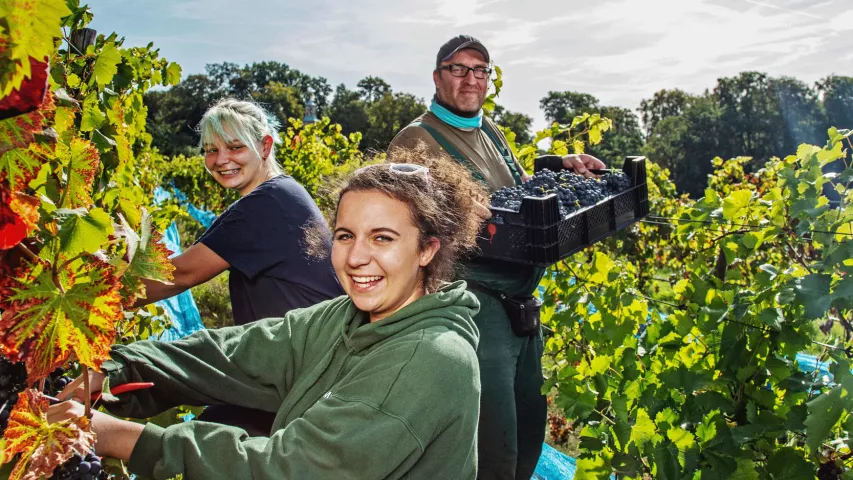 Mitarbeiter bei der Weinlese auf dem Königlichen Weinberg in Potsdam