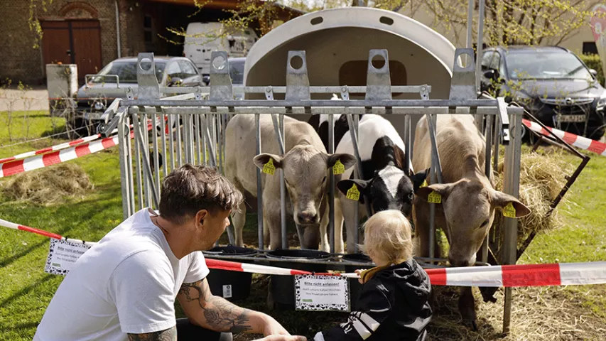 Kälber gucken für Groß und Klein auf dem Kuhhorster Maifest