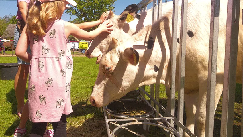Kühe streicheln auf dem Maifest in Kuhhorst