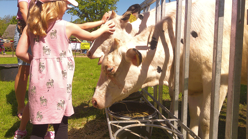 Kühe streicheln auf dem Maifest in Kuhhorst