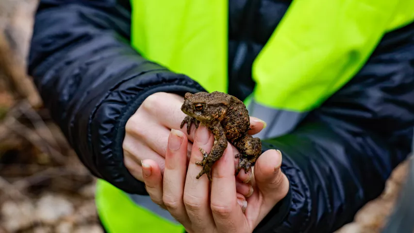 Kröte auf der Hand eines Teilnehmers