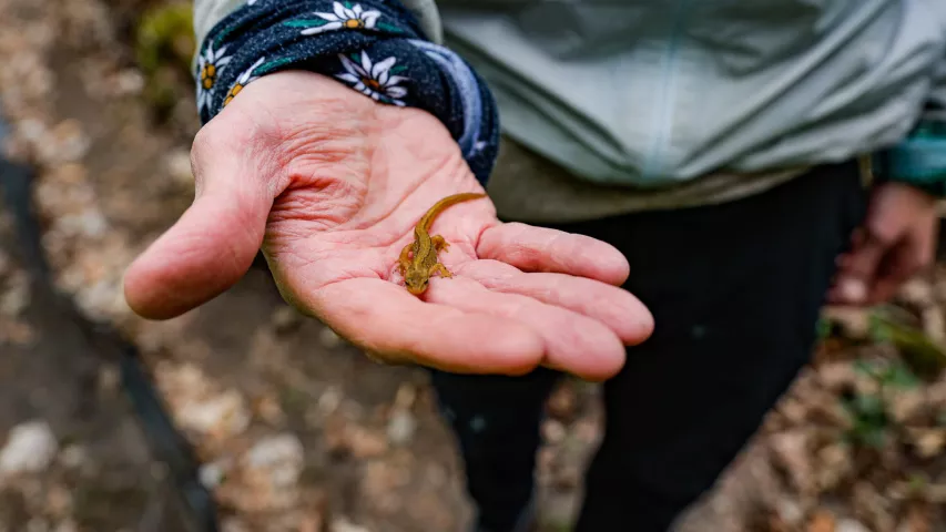 Teichmolch auf der Hand eines Teilnehmers