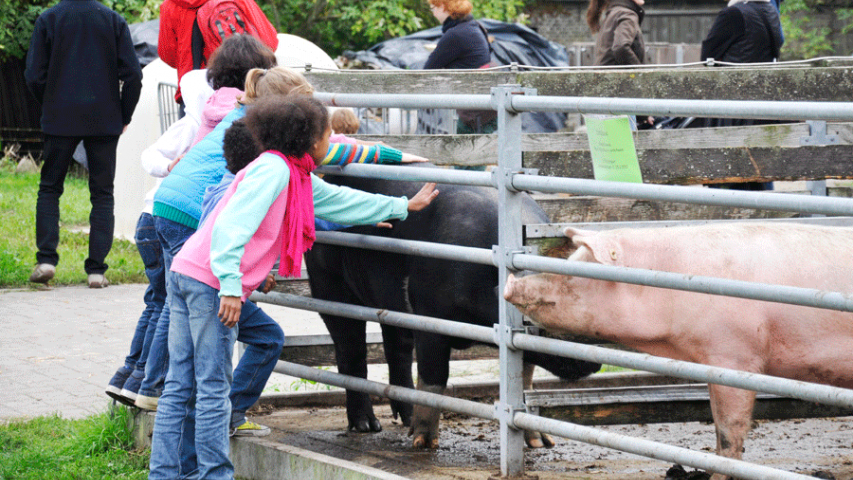 Kinder streicheln Schweine zum Erntedankfest auf dem Ökohof Kuhhorst