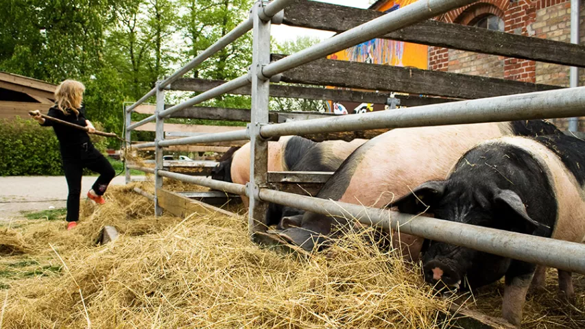 Fütterung der Schweine auf dem Ökohof Kuhhorst