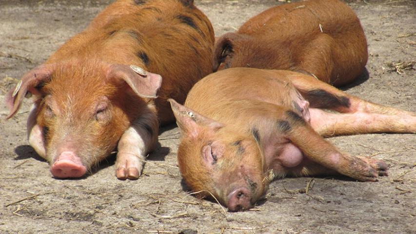 Ferkel schlafen in der Sonne auf dem Ökohof Kuhhorst