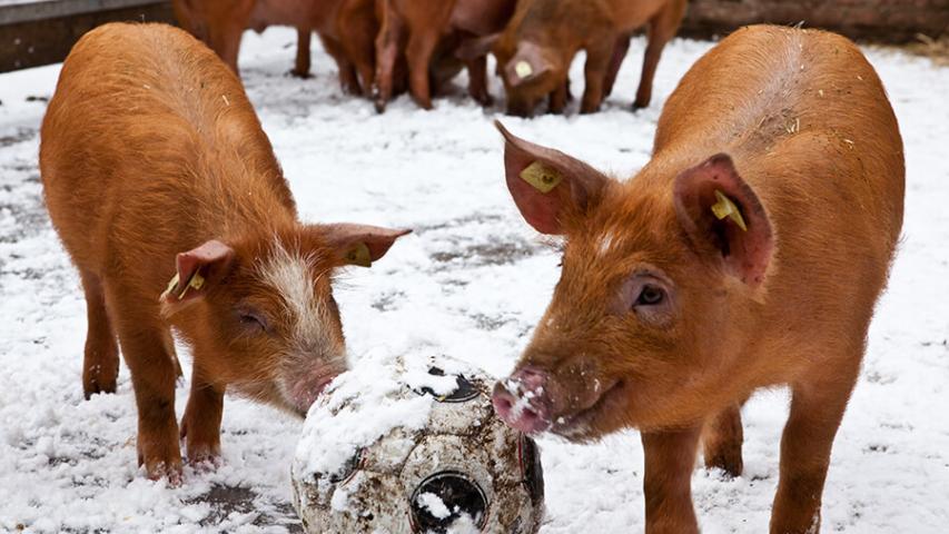 Ferkel spielen mit einem Fußball im Schnee auf dem Ökohof Kuhhorst