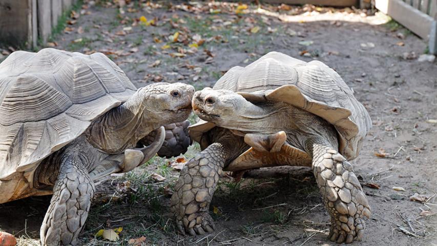 Zwei Schildkröten